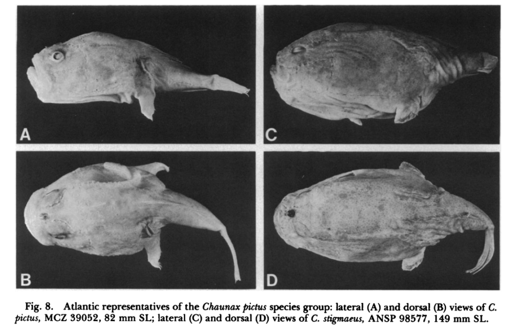Chaunax pictus and Chaunax stigmaeus, Uniform Gaper and Redye Gaper. Source: Caruso (1989).