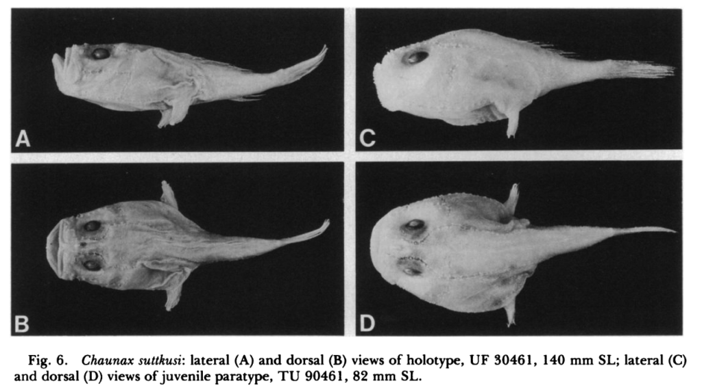 Chaunax suttkusi, Pale Cavity Gaper. Source: Caruso (1989).