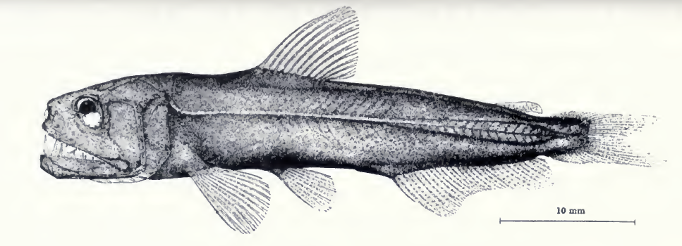 Coccorella atlantica Atlantic Sabertooth. Source: Johnson (1982).