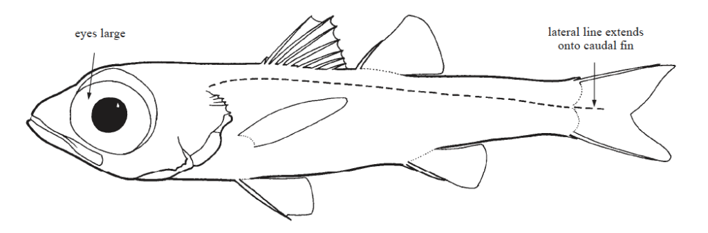 Epigonidae, Deepwater Cardinalfishes. Source; FAO (2002).