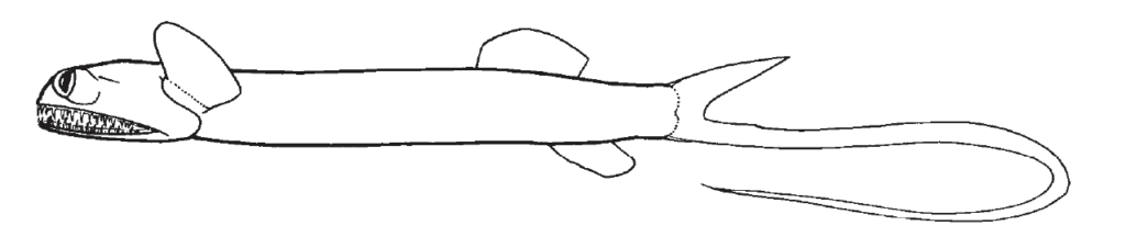 Giganturidae, Telescope Fishes. Source: FAO 2002.