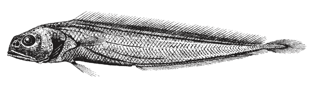Melanonus zugmayeri, Arrowtail. Source: FAO (2002).