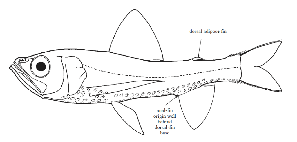 Neoscopelidae, Blackchins. Source: FAO (2002).