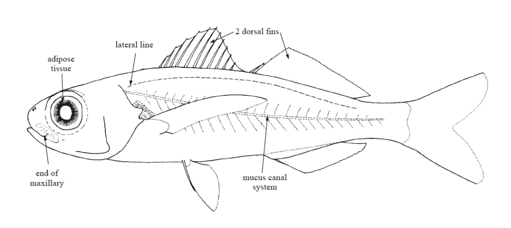 Nomeidae, Driftfishes. Source: FAO (2002).