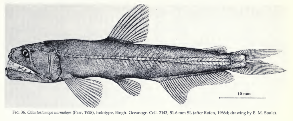 Odontostomops normalops, Undistinguished Sabertooth. Source: Johnson (1982).