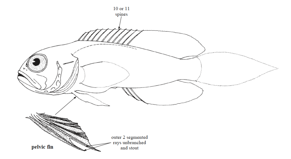 Opistognathidae, Jawfishes. Source: FAO (2002).