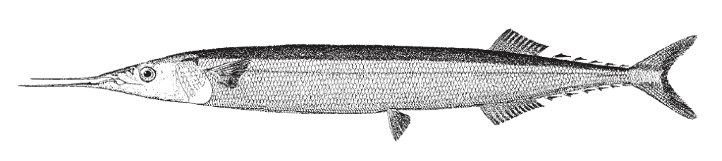 Scomberesox saurus, Atlantic Saury. Source: FAO (2002).