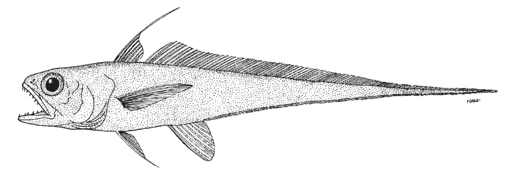 Steindachneria argentea, Luminous Hake. Source: FAO (2002).