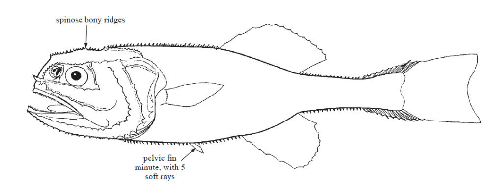 Stephanoberycidae, Pricklefishes. Source: FAO (2002).