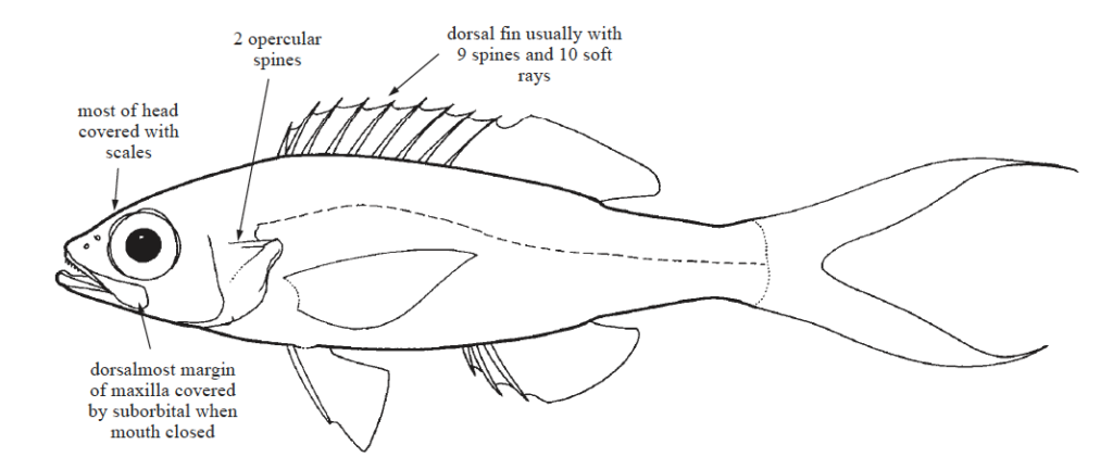 Symphysanodontidae, Slopefishes. Source: FAO (2002).