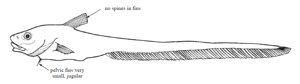 Ateleopodidae, Jellynoses. Source: FAO (2002).
