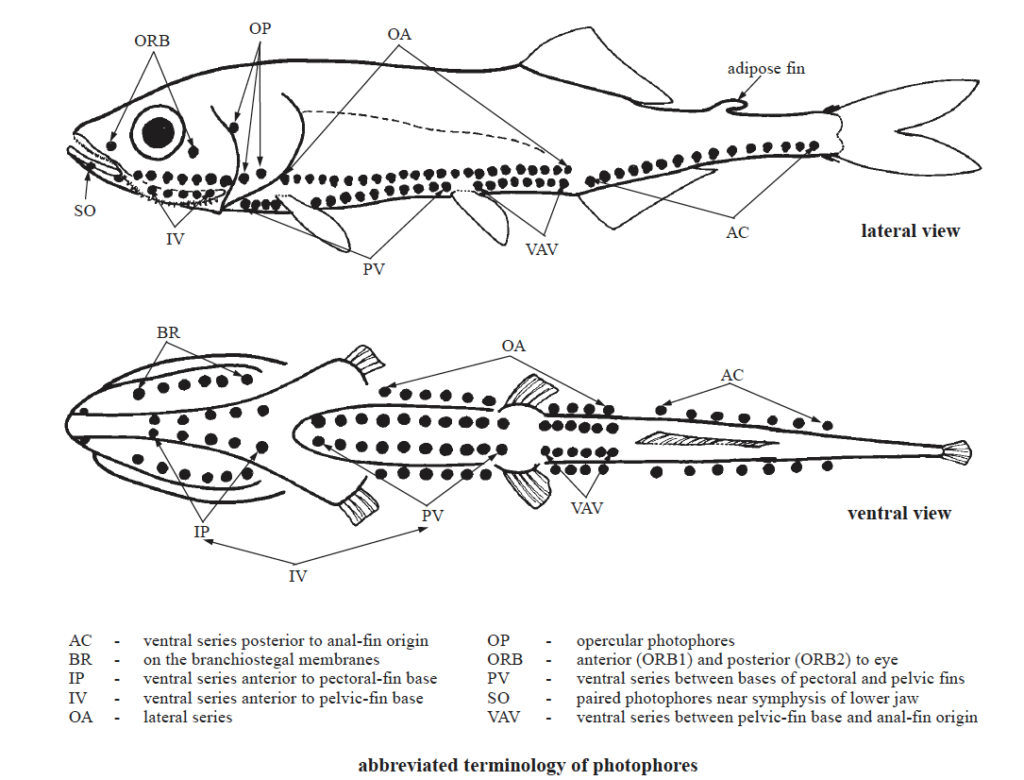 Phosichthyidae, Lightfishes Source: FAO (2002).