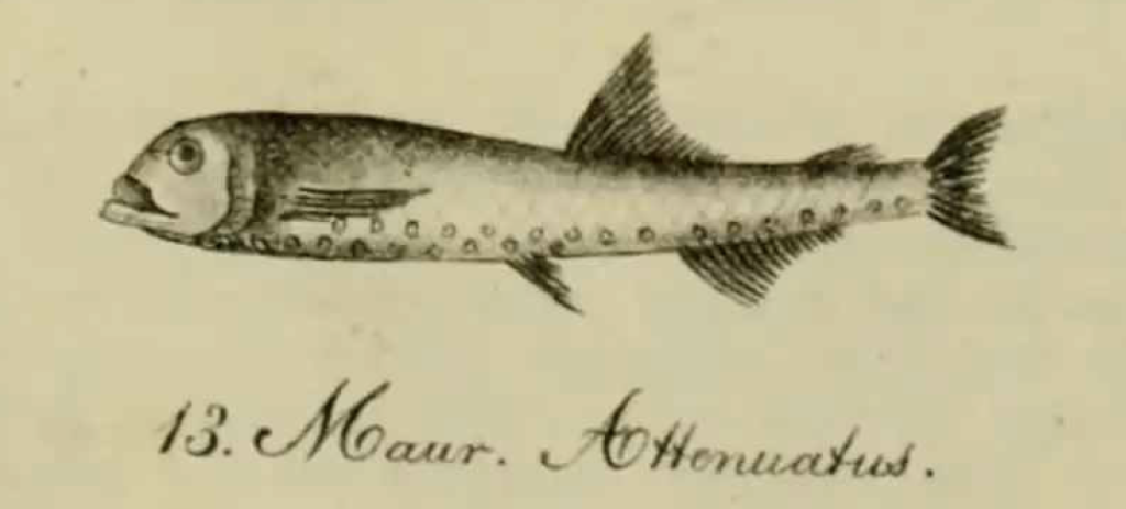 Vinciguerria attenuata, Slender Lightfish. Source: Cocco (1838).