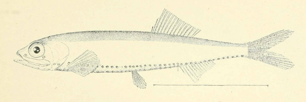 Vinciguerria nimbaria, Oceanic Lightfish. Source: Jordan & Starks (1895).