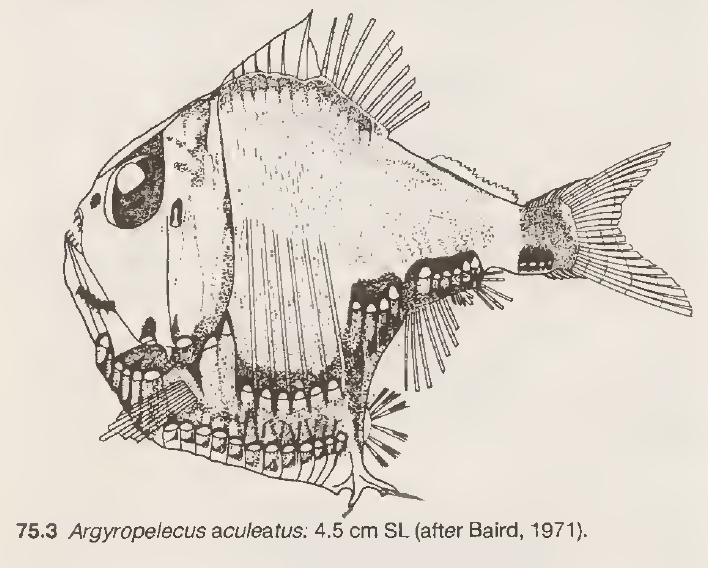 Argyropelecus aculeatus, Lovely Hatchetfish. Source: Weitzman 1986