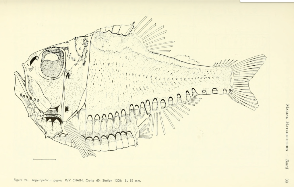 Argyropelecus gigas, Greater Hatchetfish. Source: Baird 1971.
