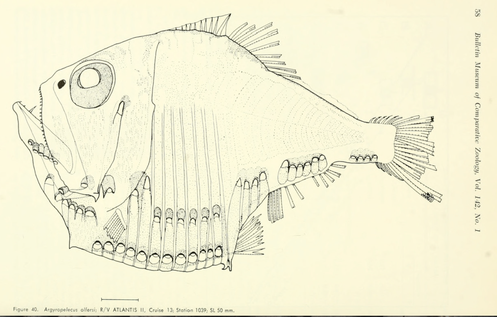 Argyropelecus olfersi, Silver Hatchetfish. Source: Baird 1971.