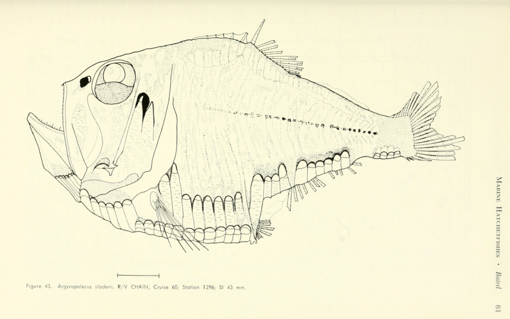 Argyropelecus sladeni, Lowcrest Hatchetfish. Source: Baird 1971.