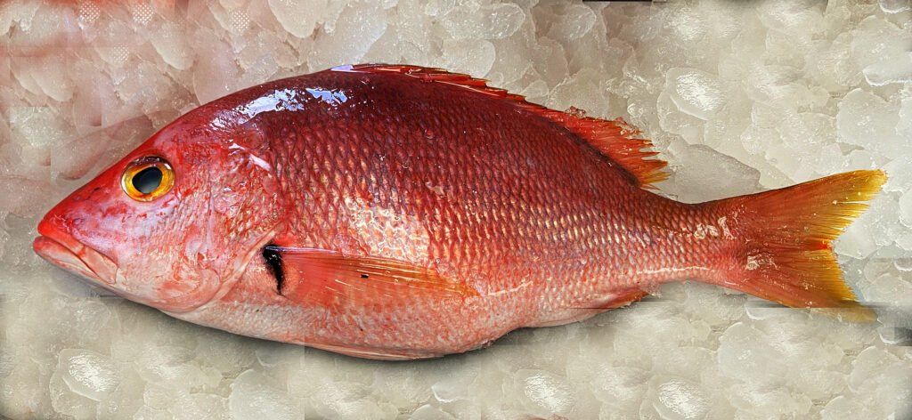 Blackfin Snapper-Lutjanus buccanella
