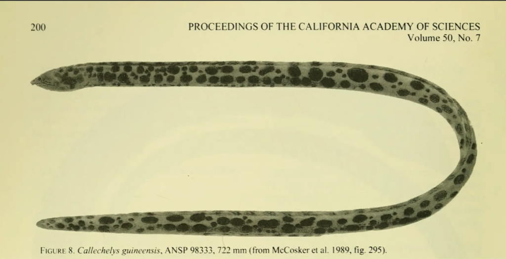 Callechelys guineensis, Shorttail Snake Eel. Source McCosker 1989.