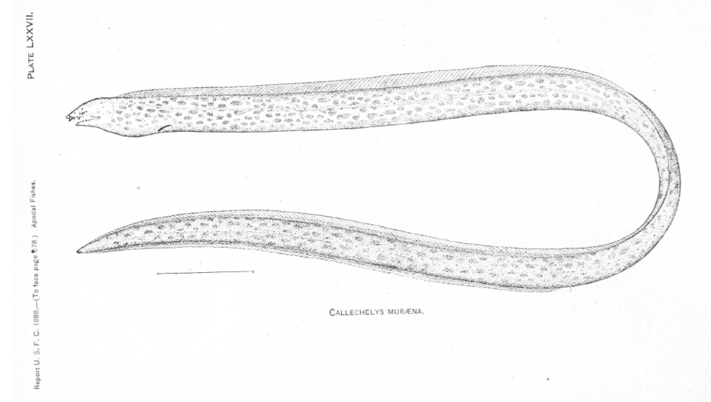 Callechelys muraena, Blotched Snake Eel. Source: Jordan & Davis 1892.