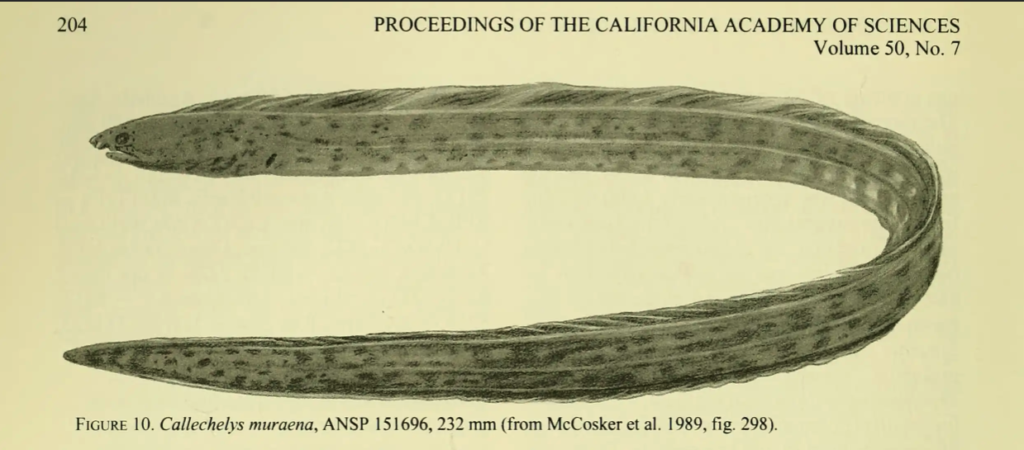 Callechelys muranea, Blotched Snake Eel. Source: McCosker 1989.