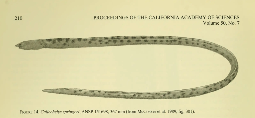 Callechelys springeri, Ridgefin Eel. Source McCosker 1989.