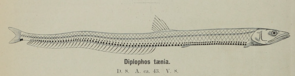 Diplophos taenia, Warmseas Portholefish. Source: Gunther 1873.