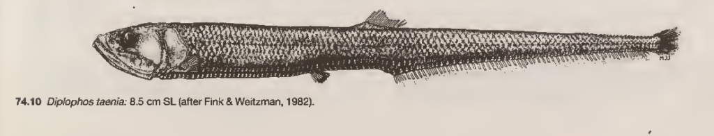 Diplophos taenia, Warmseas Portholefish. Source: Schaefer et al 1986.