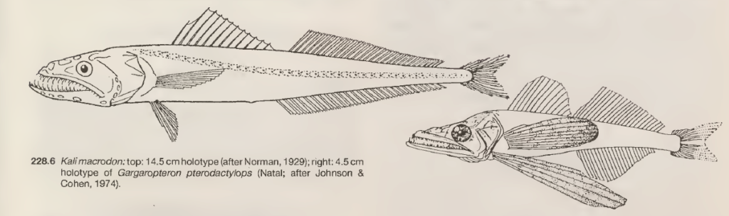 Kali macrodon, Largetooth Swallower. Source: Johnson & Keene (1986).