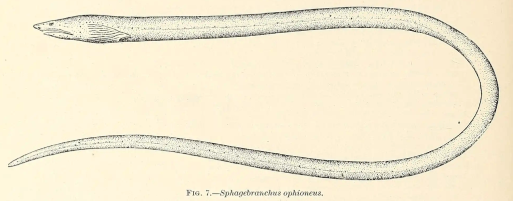 Ichthyapus ophioneus, Surf Eel. Source: Evermann and Marsh 1900.