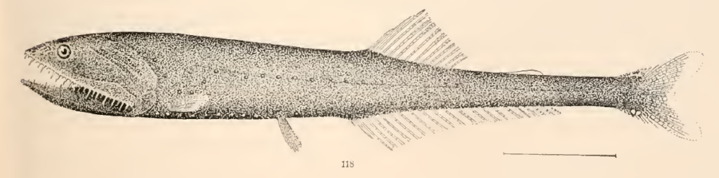 Sygmops bathyphilus, Spark Lightfish. Source: Goode & Bean 1896.