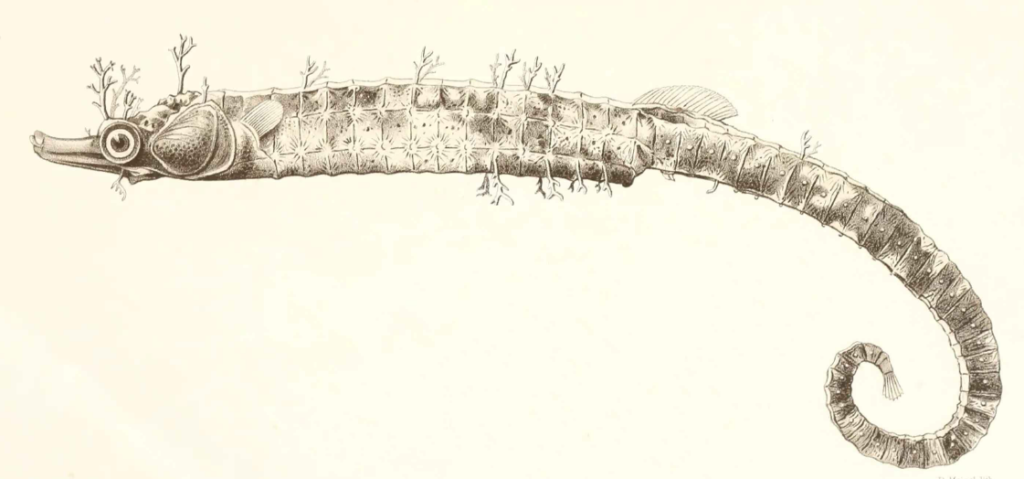 Amphelikturus dendriticus, Pipehorse. Source: Barbour 1905.