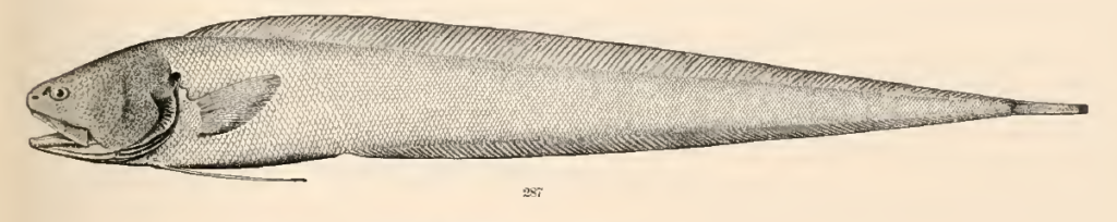 Bassozetus normalis, Normal Assfish. Source: Goode & Bean 1896.