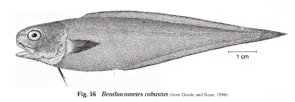 Benthocometes robustus, Robust Brotula.. Source: FAO 1999.