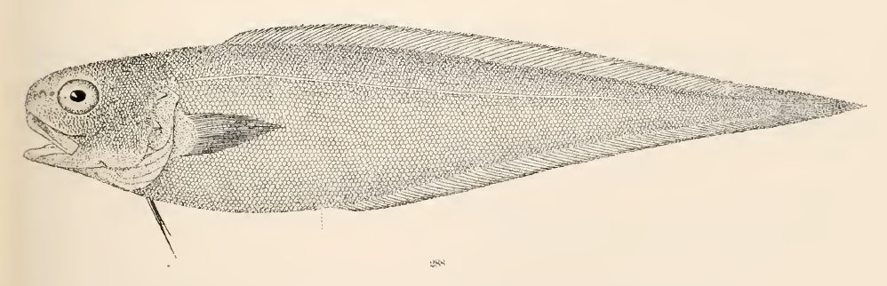 Benthocometes robustus, Robust Brotula. Source: Goode & Bean 1896.