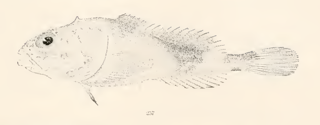 Cottunculus microps, Polar Sculpin. Source: Goode & Bean 1896.