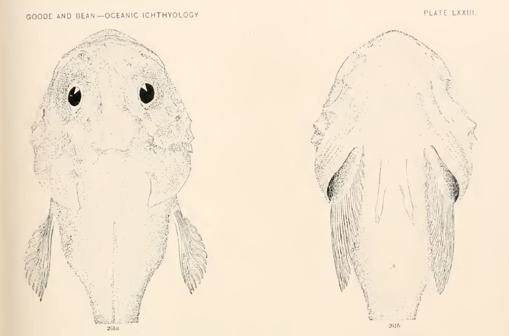 Cottunculus microps, Polar Sculpin. Source: Goode & Bean 1896.