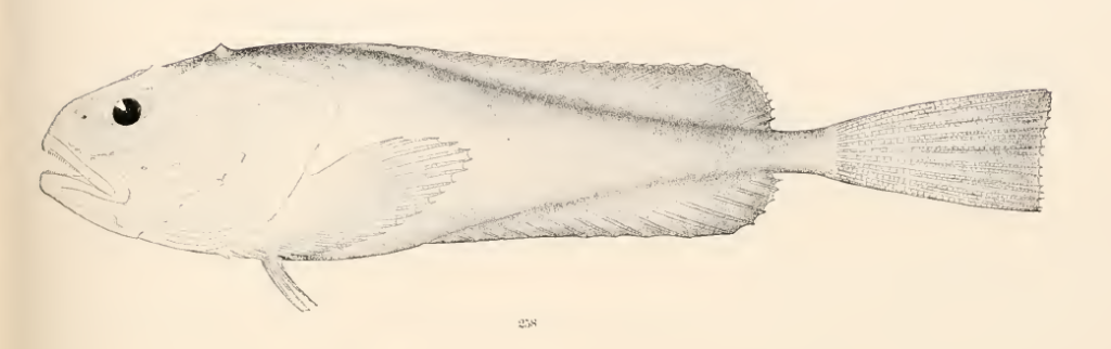 Cottunculus thomsonii, Pallid Sculpin. Source: Goode & Bean 1896.