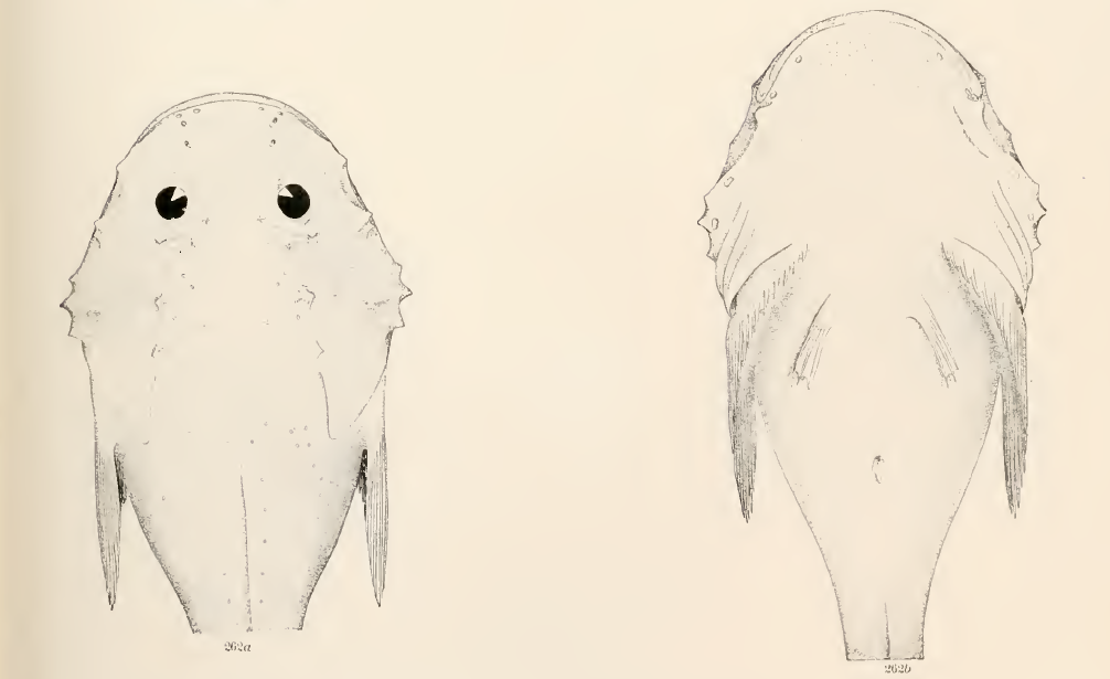 Cottunculus thomsonii, Pallid Sculpin. Source: Goode & Bean 1896.