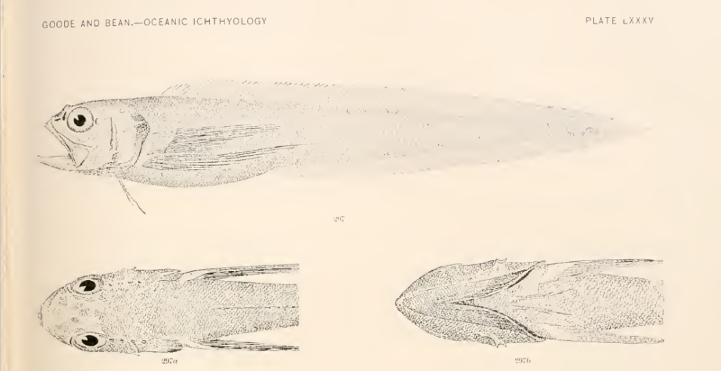 Dicrolene introniger, Digitate Cusk-eel. Source: Goode & Bean 1896.