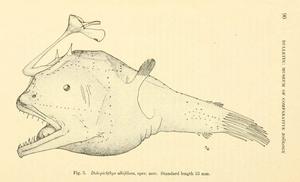 Dolopichthys albifilosa (Synonym of Danaphryne nigrifilis, Dana Dreamer). Source: Waterman 1939.