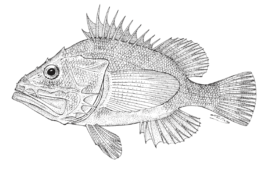 Ectreposebastes imus, Midwater Scorpionfish. Source: FAO 2002.