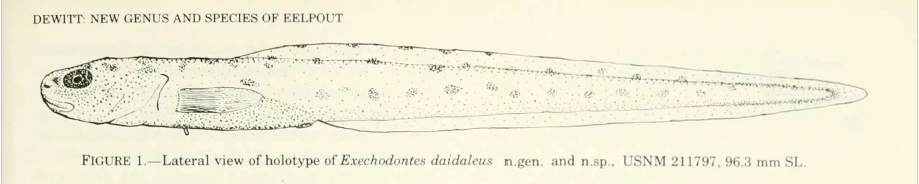 Exechodontes daidaleus, Outwardtoothed Eelpot. Source: Dewitt 1977.