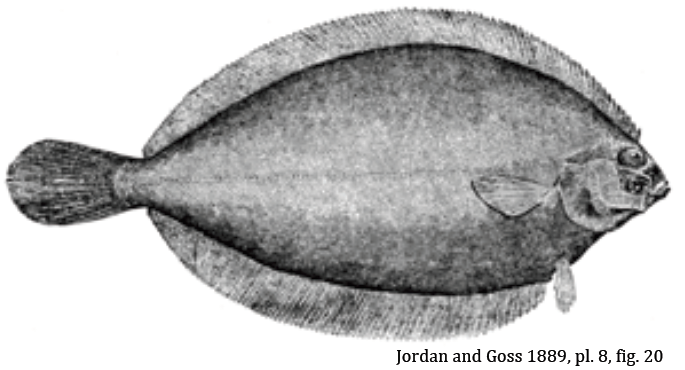 Glyptocephalus cynoglossus, Witch Flounder. Source: Mecklenburg et al. 2018