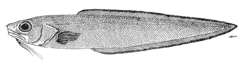 Lepophidium brevibarbe, Blackedge Cusk-eel. Source: FAO 2002.