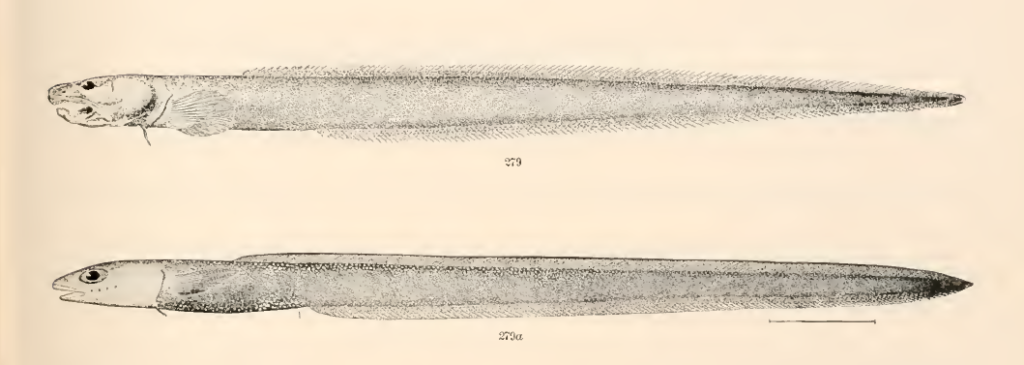 Lycenchelys paxillus, Common Wolf Eel. Source: Goode & Bean 1896.