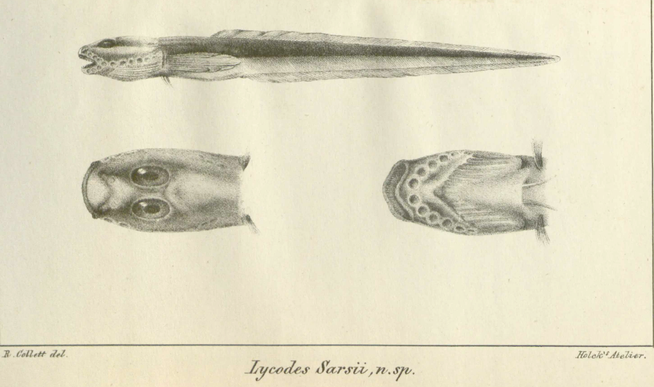 Lycenchelys sarsii, Theologian Eelpout. Source: Collett 1871.