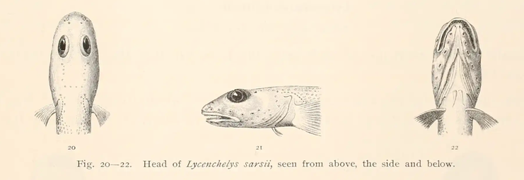 Lycenchelys sarsii, Theologian Eelpout. Source: Jensen 1904.