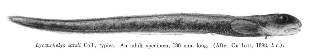 Lycenchelys sarsii, Theologian Eelpout. Source: ICES - https://doi.org/10.17895/ices.pub.24476227.
